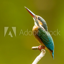 Look at the sky  (Common kingfisher)