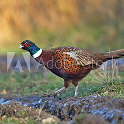 Common Pheasant (Phasianus colchicus)