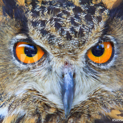 Closed up of eagle owl