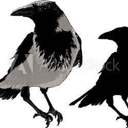 Black Crows