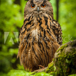 eagle owl