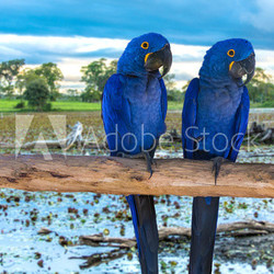 Blue Macaw in Pantanal, Brazil