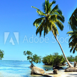 Tropical beach with mangroves and palms