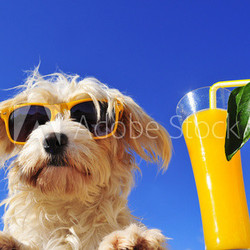 Hund mit Sonnenbrille