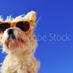 Hund mit sonnenbrille