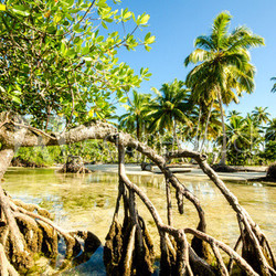 Karibik pur: Mangroven an Karibischem Strand
