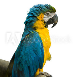 Blue and Yellow Macaw