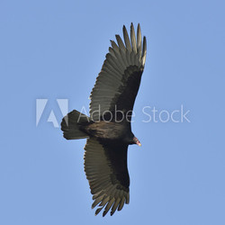 Turkey Vulture
