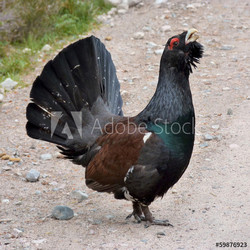 Capercaillie (Auerhahn)