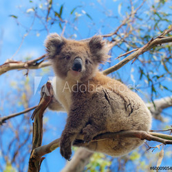 Koala in Great Ocean Road, Victoria, Australia
