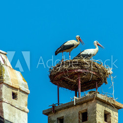 Österreich, Rust. Nest von einem Storch