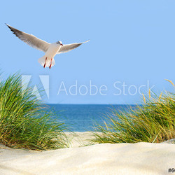Düne, Möwe und Meerblick