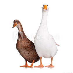 Duck and goose