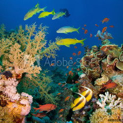Coral and fish