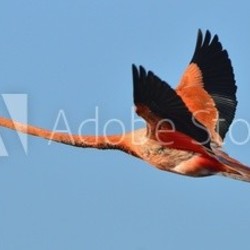 Flying  flamingo