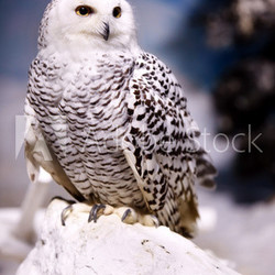 Snowy Owl