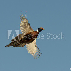 Flying Pheasant