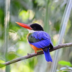 Black-capped Kingfisher