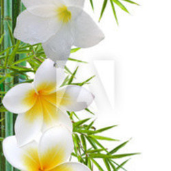 fleurs de frangipanier sur bambou