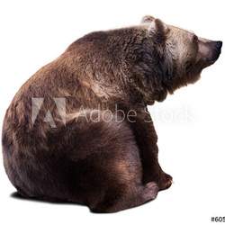 Sitting brown bear. Isolated  over white