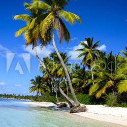 Dominicana beach with palms