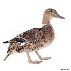 female duck