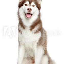 Siberian Husky studio portrait