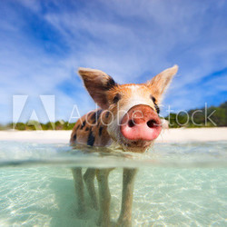 Swimming pigs of Exumas