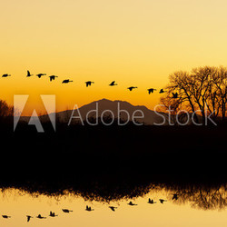 Silhouette of Geese Flying at Sunset