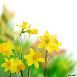 Osterglocken Narzissen Natur