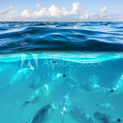 snorkeling in the Caribbean sea