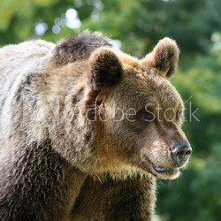 Big brown bear looking for a prey