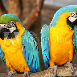 Macaws