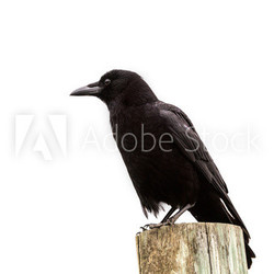 American Crow black bird on wood pole in California