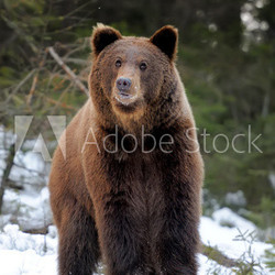 Bear in winter