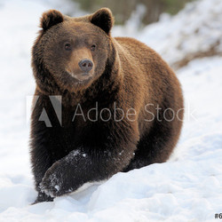 Bear in winter