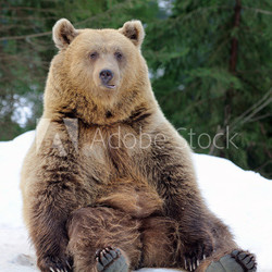 Bear in winter