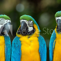 parrots