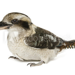 Kookaburras (genus Dacelo) 10 years old on white background.