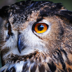 Wild owl closeup
