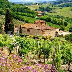 View through vineyards with stone house, Tuscany, Italy