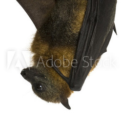 Fruit bat (flying fox) hanging upside down on white background.