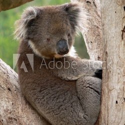 koala in fork of a tree