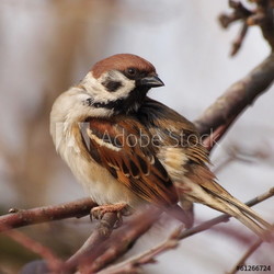 Sparrow on branch, tree sparrow, passer montanus