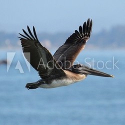 Brown Pelican In Flight