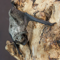 Zweifarbfledermaus (Vespertilio murinus)