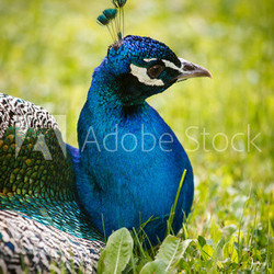 blue peacock