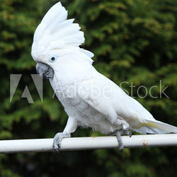 white bird parrot cockatoo