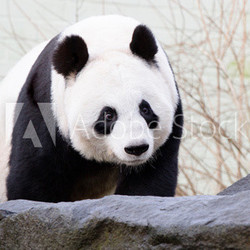 Giant Panda Bear