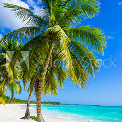 Sandy beach with palm trees, Dominican Republic in Caribbean